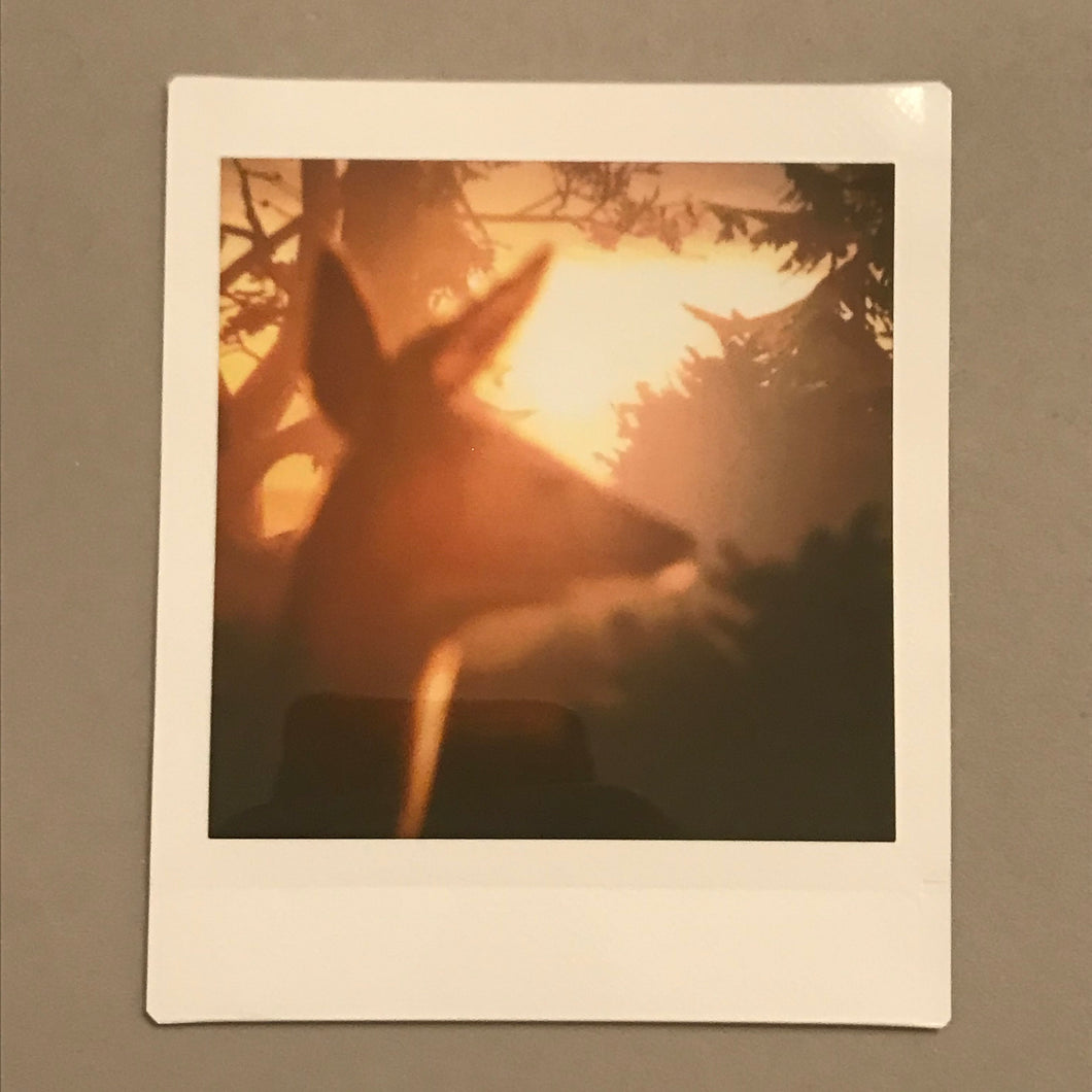 The Deer Instant Photo